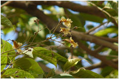 Stereospermum colais